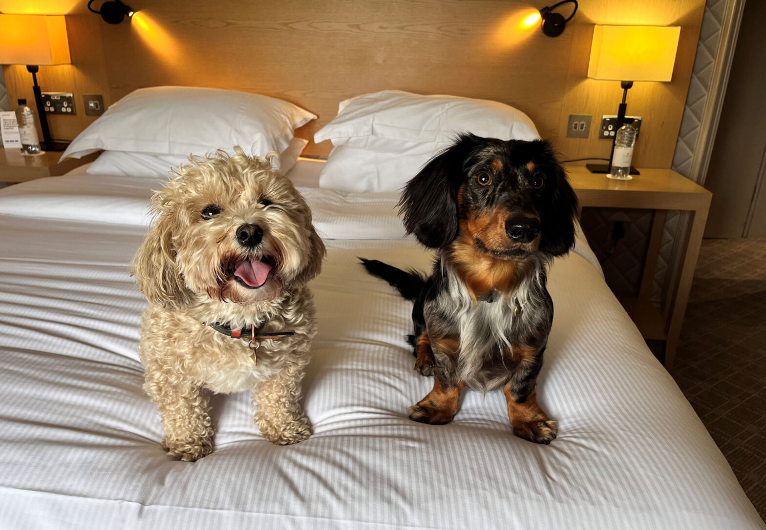 Dogfriendly hotels 21 places in the UK that love pooches